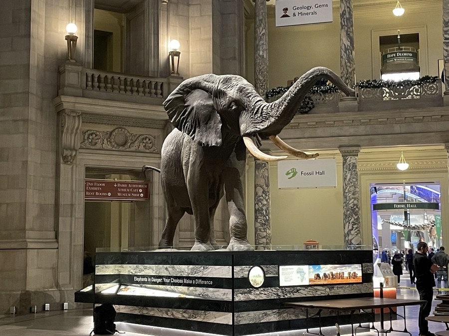 Smithsonian National Museum of Natural History rotunda